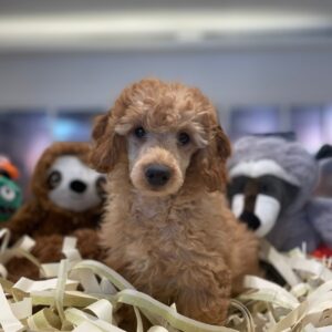 mini-poodles-dubai-for-sale mini-poodles-dubai-for-sale