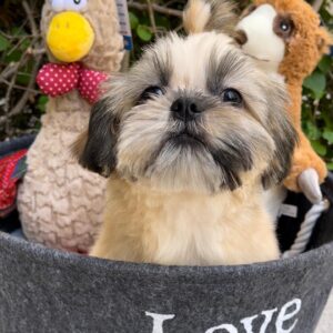 shihtzu-dogs-dubai shihtzu-dogs-dubai