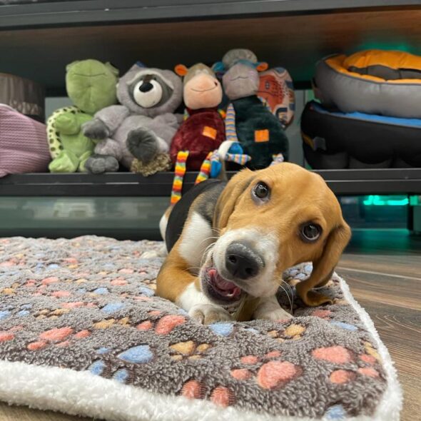 Puppies Dubai & Pet Shop Dubai ANIMAL TRADING BOUTIQUE